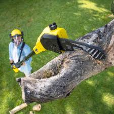 Reliable Fond Du Lac, WI Tree Removal Services Solutions