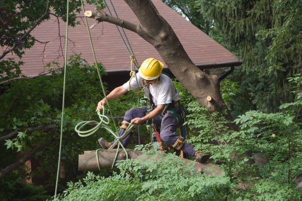 Best Emergency Tree Removal  in Fond Du Lac, WI